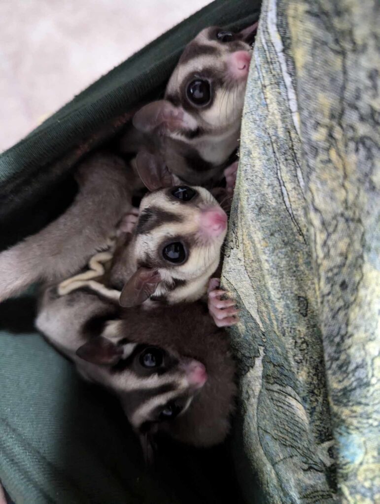 Xion, Manny, and Goober (the sugar gliders from top to bottom) looking expectantly up at Ari while Blue tries to take a photo