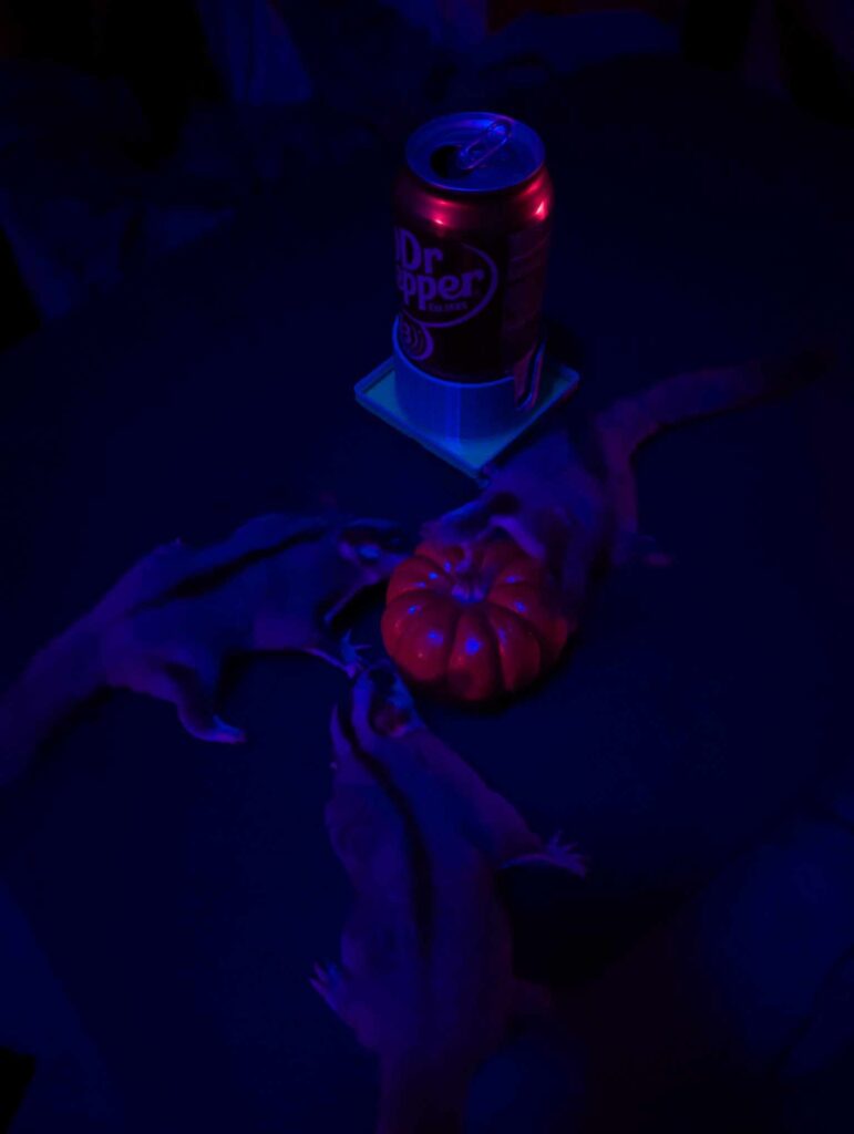 Goober, Xion, and Manny (clockwise, starting from the dr pepper can)  are checking out the pumpkin!